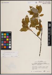 Foto von Salix caprea L.